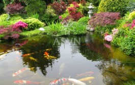 Tổng hợp mẫu hồ cá koi đẹp