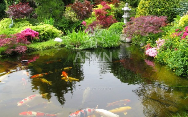 Tổng hợp mẫu hồ cá koi đẹp